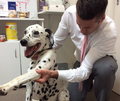 chiro for dogs in Melbourne