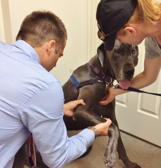 Dog Chiropractor Melbourne