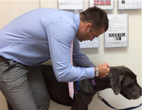 Dog Chiropractor Melbourne