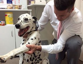 chiro for dogs in Melbourne