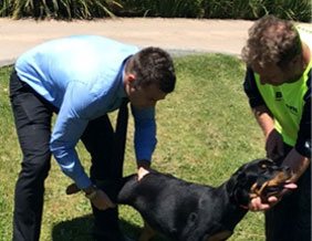 Dog Chiropractor Melbourne