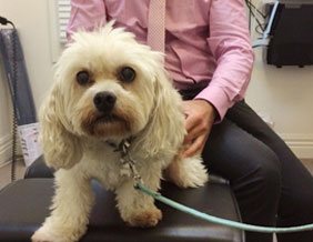 chiro for dogs in Melbourne