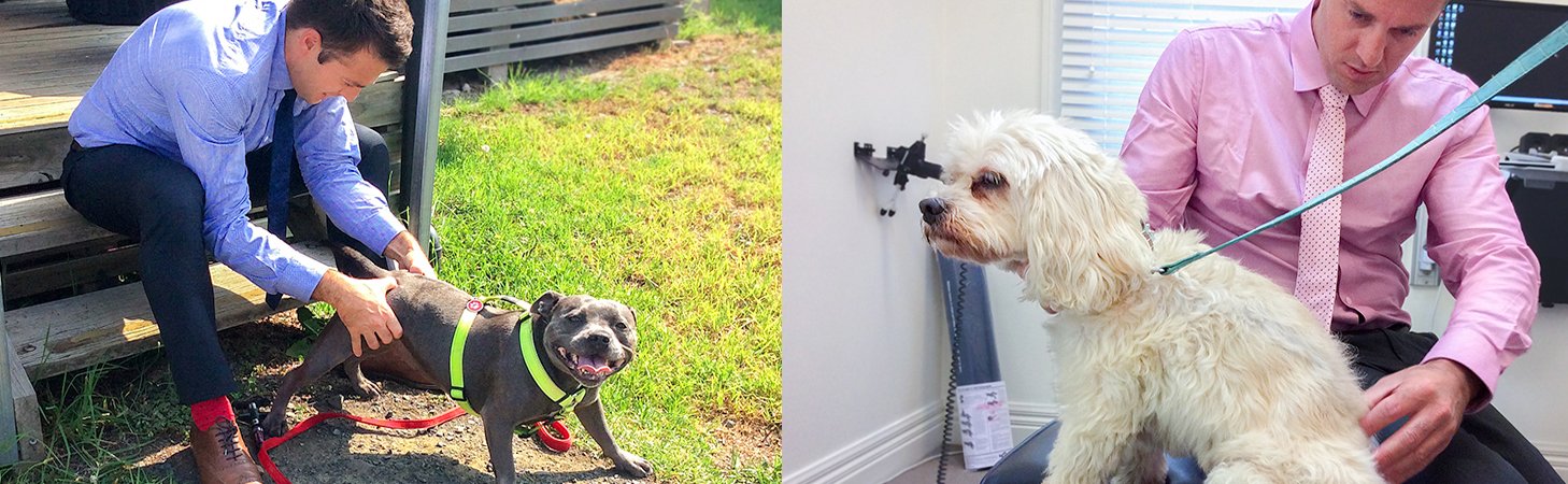 Animal Chiropractor in Melbourne